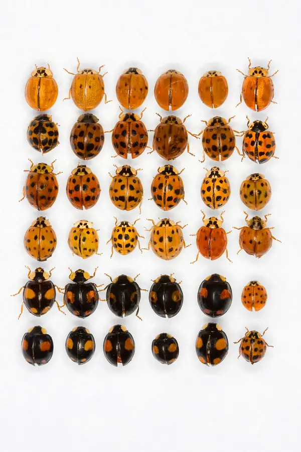 harlequin or asian lady beetle