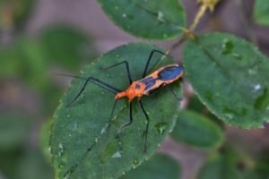 assassin bug