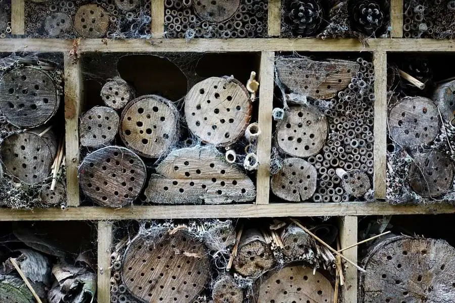 bugs seek shelter in winter