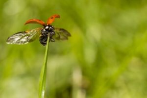 can ladybugs fly