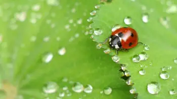 can ladybugs swim do they drown or survive water