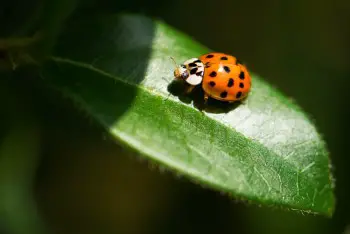 do ladybugs like light what attracts ladybugs