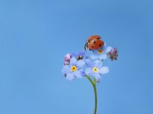 facts about ladybugs