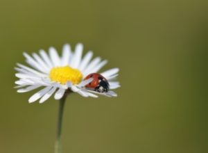 facts about ladybugs