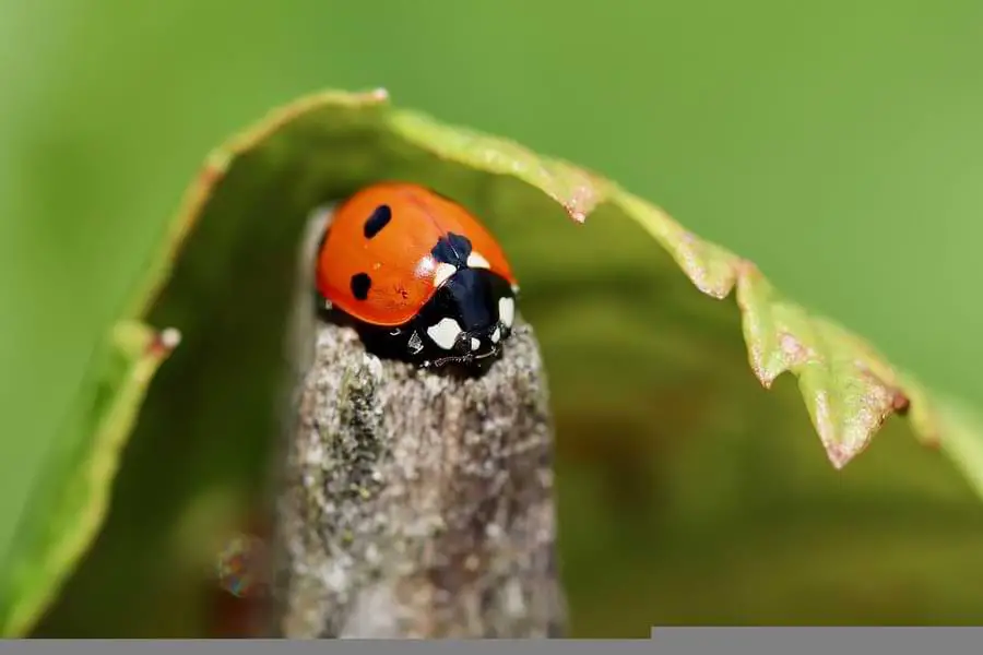 how do ladybugs protect themselves