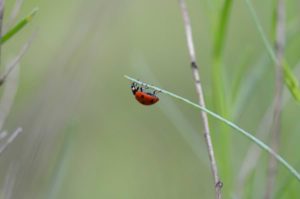 how to keep ladybugs in your garden