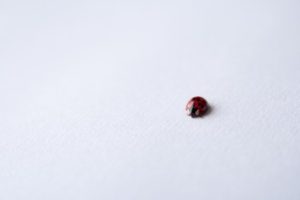 how to tell if a ladybug is dying dead or hibernating