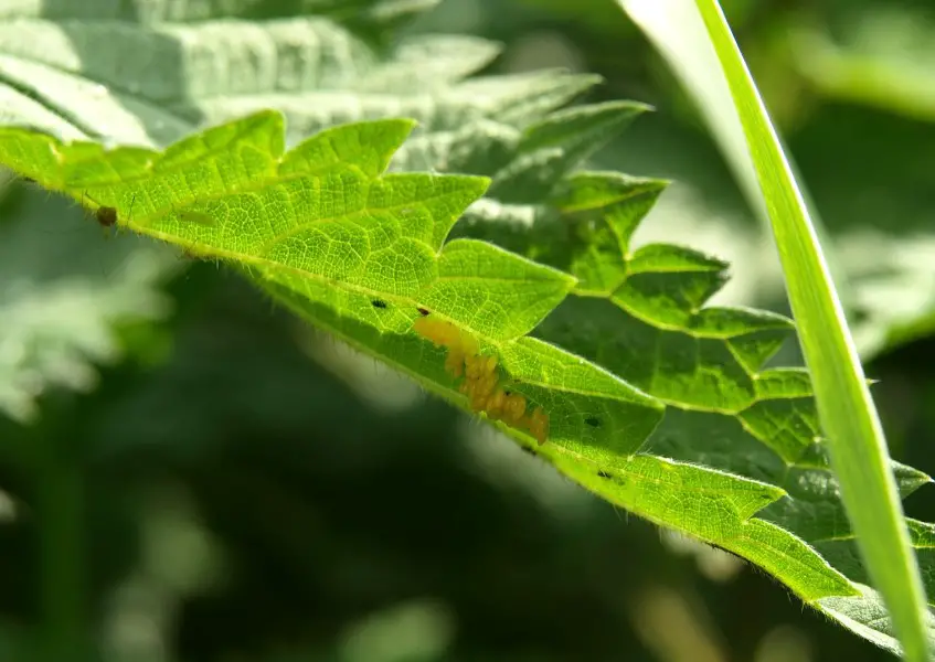 ladybird eggs