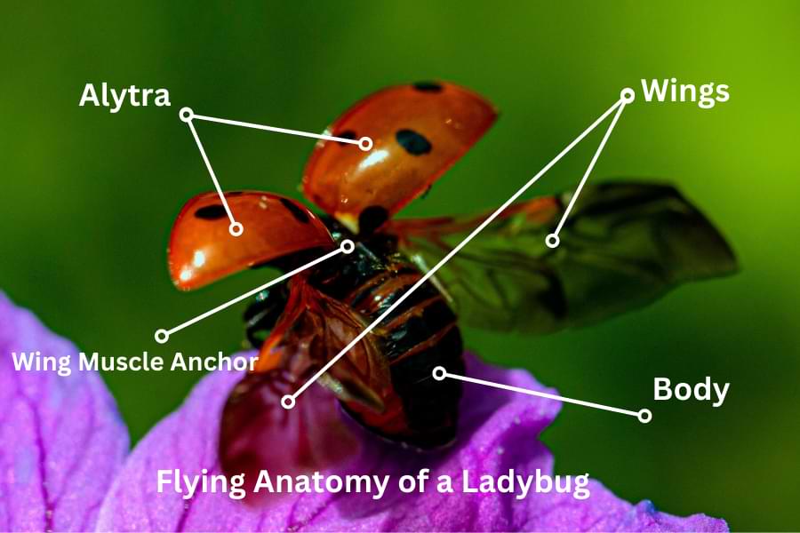 how ladybugs fly - ladybug flying anatomy diagram