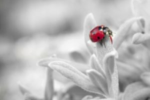 do ladybugs hibernate?