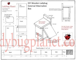 ladybug resources