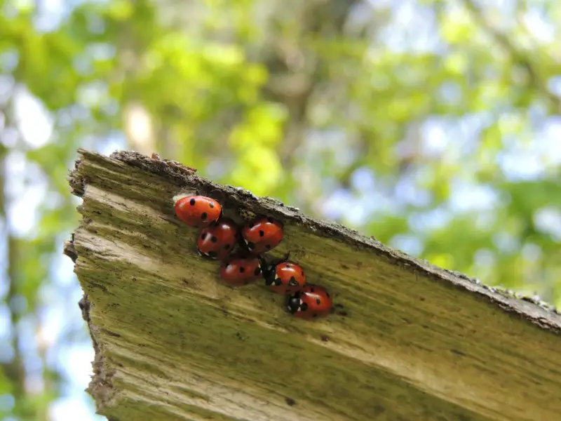 ladybugs hibernate in groups
