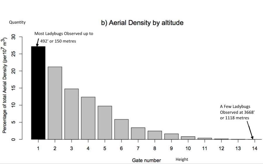 research chart showing height frequency of Ladybugs during study