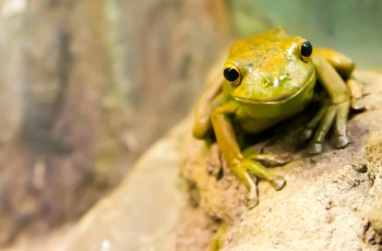 tree frog