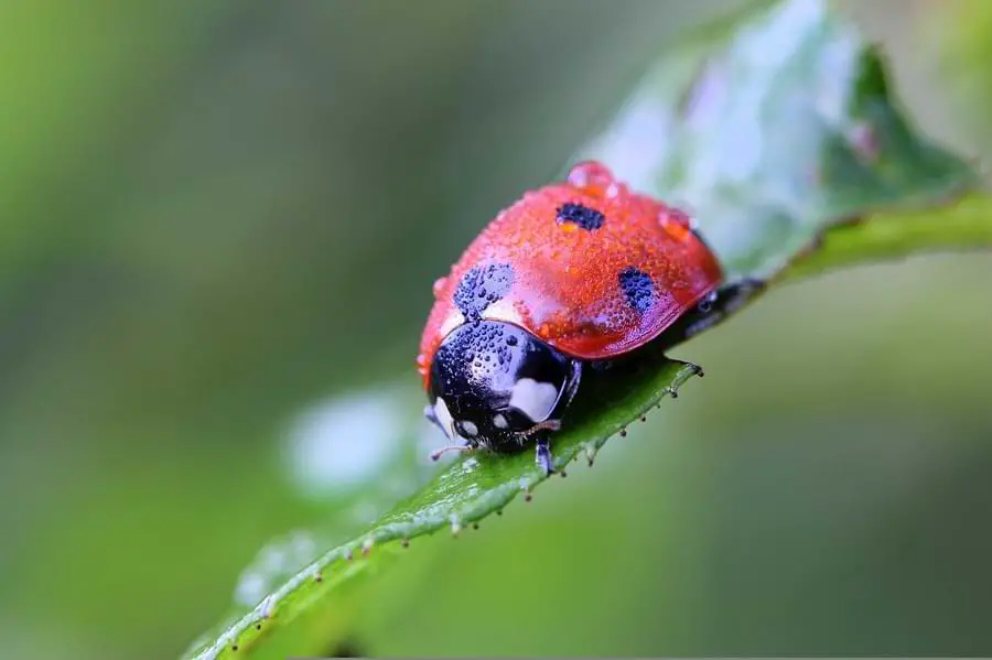 wet ladybug