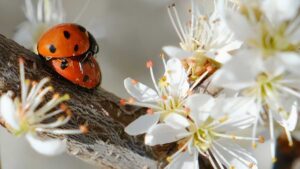 when do ladybugs mate