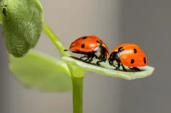when do ladybugs mate mating and reproduction process