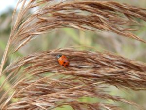 why are ladybugs important to humans and ecosystem