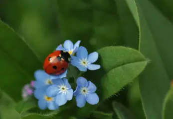 will ladybugs stay in my garden