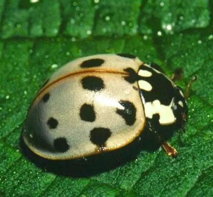 15 spotted lady beetle
