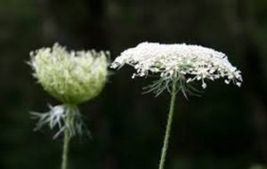 queen annes lace