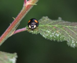 black ladybug