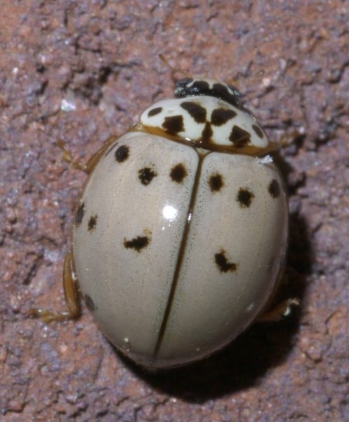 ashy grey lady beetle