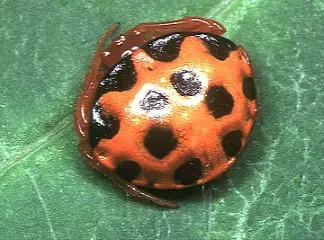 ladybug mimic spider