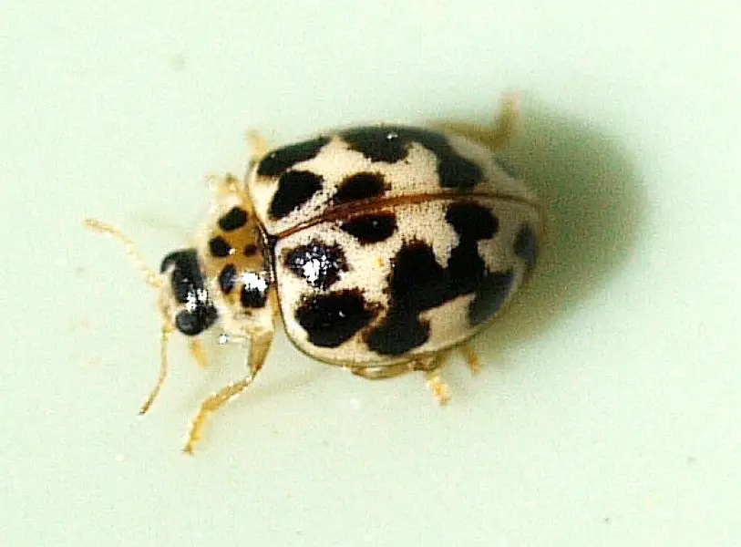 twenty spotted lady beetle