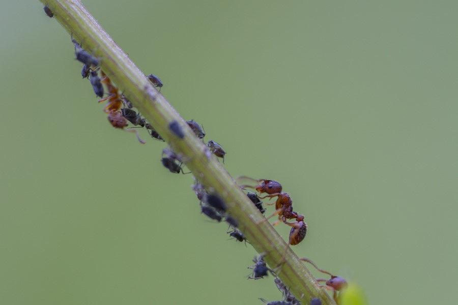 ants farming aphids