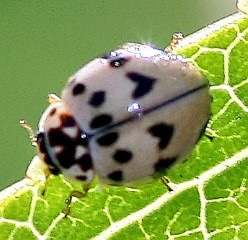 ashy grey lady beetle