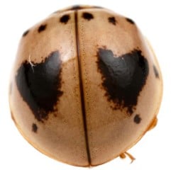 ashy grey lady beetle variant