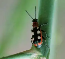 common asparagus beetle