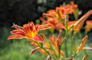 butterfly weed