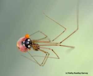 cellar spider eating a ladybug