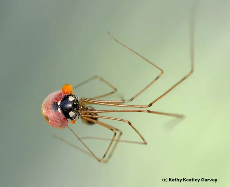 cellar spider eating a ladybug