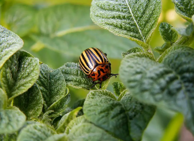 colorado potato beetle - bugs that look like ladybugs