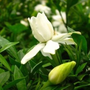 gardenia