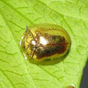 golden tortoise beetle