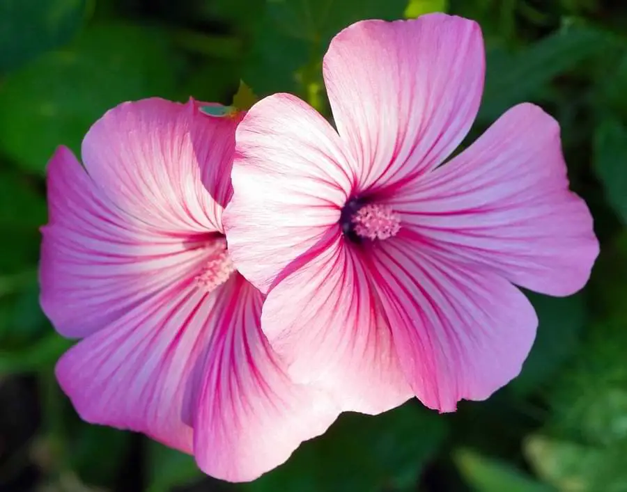 plants that ladybugs love - hibiscus