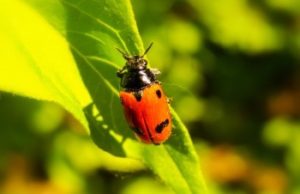 is this a ladybug I've found?