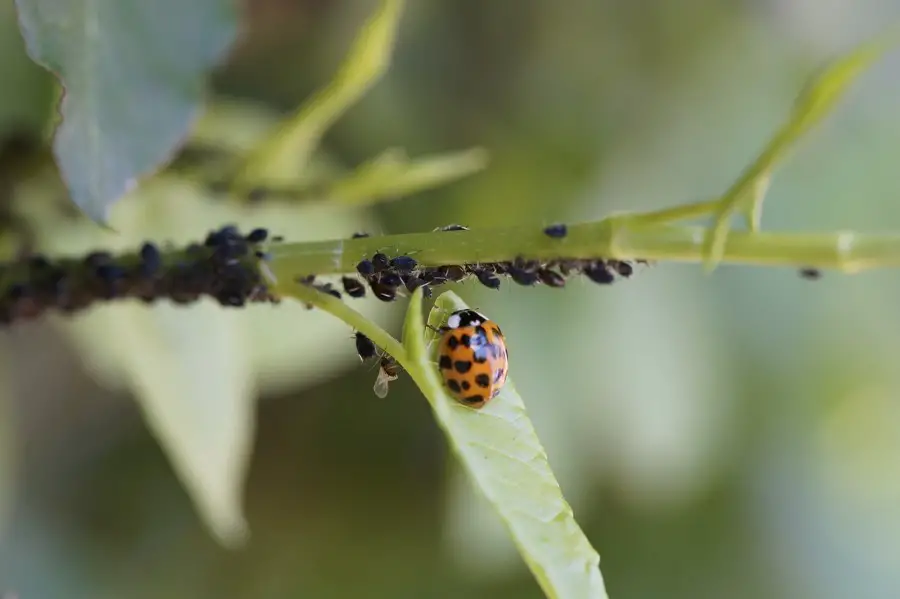 ladybug eating aphids