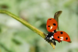 ladybug flying