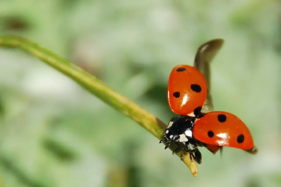 ladybug flying