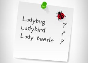 ladybug-ladybird-lady-beetle