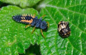 ladybug larva with pupa