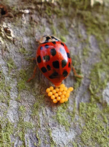 ladybug laying eggs