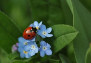 ladybug life cycle