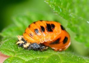 ladybug pupa