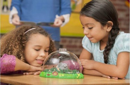 The 101 Guide to Ladybugs, Varieties, Habitat, Diet, Anatomy and More